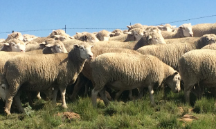 Voorbereiding van skaapooie voor paartyd